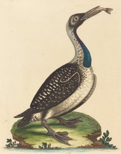 Mavi Boğazlı Siyah Beyaz Su Tavuğu. by George Edwards