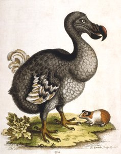 Dodo ve kobay, 1750
