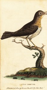 Küçük pamukçuk, Turdus minör., 1800 (gravür) by George Edwards