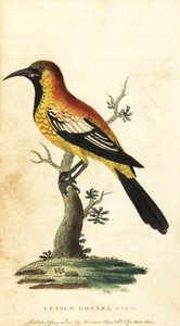 Sarımsak karatavuğu, Gymnomystax mexicanus. ,1800 (gravür) by George Edwards
