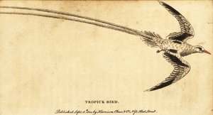 Kırmızı gagalı tropik kuşu, Phaethon aethereus., 1800 (gravür) by George Edwards