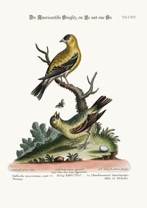 The American Goldfinch, Cock and Hen, 1749-73 
