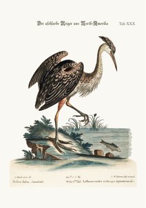 The Ash-coloured Heron from North-America, 1749-73 