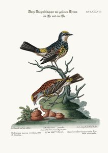 The Golden-crowned Flycatchers, Cock and Hen, 1749-73 