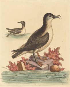 Guillemot ve Man Adası Puffin by George Edwards