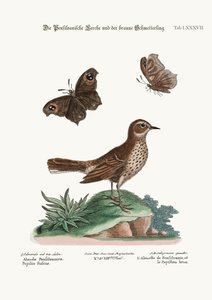 Pensilvania'dan Lark ve Kahverengi Kelebek, 1749-73