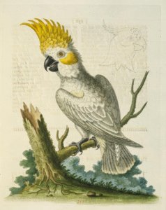 Sarı Armalı Küçük Beyaz Kakadu. / Le Petit Cacatua Blanc ve Girit Jaune by George Edwards