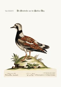 Hudson's-Bay'den Dönen Taş, 1749-73
