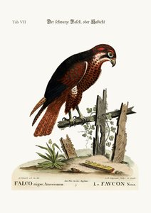 The black Hawk or Falcon, 1749-73 