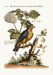 Küçük Siyah ve Turuncu renkli Indian Hawk, 1749-73