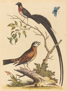 İki Kuş, Biri Çok Uzun Kuyruk Tüylü ve Mavi Kelebek, 1745
