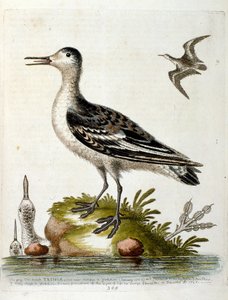 G Edwards