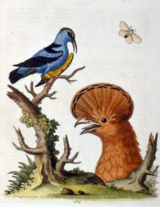 G Edwards