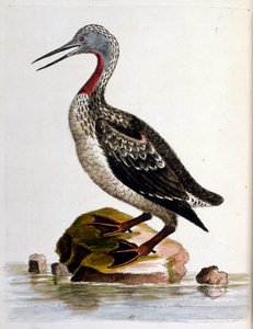 G Edwards