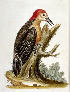 G Edwards