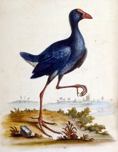 G Edwards