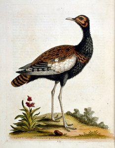 G Edwards