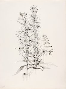 İsimsiz (Kardinal Çiçeği, Lobelia Cardinalis) by George Elbert Burr