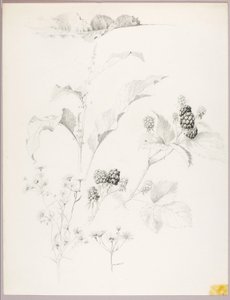 İsimsiz (Papatyalar ve Böğürtlenler) by George Elbert Burr