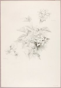 İsimsiz (Dewberry ve Böğürtlen) by George Elbert Burr