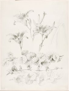 İsimsiz (Zambaklar ve Yer Sarmaşığı) (Glecoma Hederacea) by George Elbert Burr