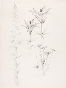 İsimsiz (Zambak, Papatya, Hibiskus) by George Elbert Burr