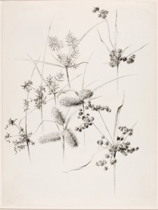 İsimsiz (Saz Çimenleri) by George Elbert Burr