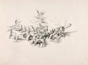 İsimsiz (Trompet Asma, Campsis Radicans) by George Elbert Burr
