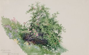 Yabani Gül, Yıkama, 1898.