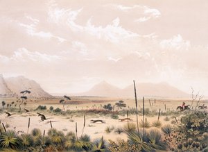 kanguru avı by George French Angas