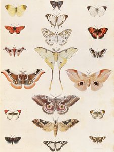 Natal ve Zulu ülkesinden Lepidoptera by George French Angas