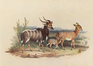Nyala by George French Angas