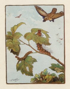 Tırtıl (renkli litho)