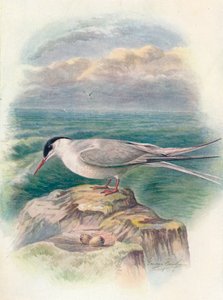 Kuzey Kutbu Sumru - Sterna macrura, c1910, 1910 by George James Rankin