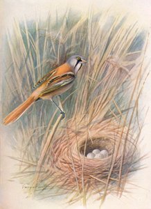 Sakallı-Tit veya Reedling - Panurus biarmicus, c1910, 1910