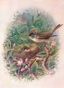 Blackcap - Sylvia attricapilla, c1910, 1910 by George James Rankin
