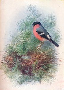 Şakrak kuşu - Pyrrhua europaea, c1910, 1910 by George James Rankin