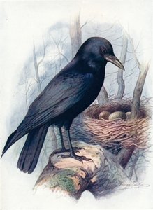 Leş-Karga - Corvus corone, c1910, 1910 by George James Rankin