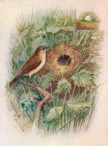 Chiff-Chaff - Phylloscopus rufus, c1910, 1910 by George James Rankin