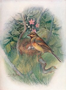 Cirl-Bunting - Emberiza cirlus, c1910, 1910 by George James Rankin