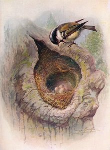 Coal-Tit - 1910