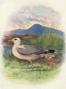 Adi Martı - Larus canus, c1910, 1910 by George James Rankin