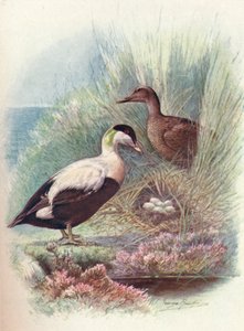 Eider-Duck - Somateria mollissima, c1910, 1910 by George James Rankin