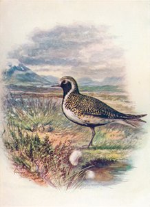 Altın Cılıbıt - Charadrius pluvialis, c1910, 1910 by George James Rankin