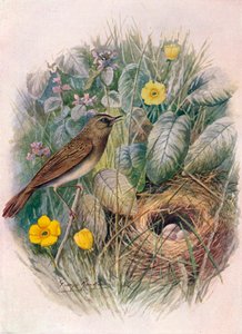 Çekirge-Warbler - Locustella naevia, c1910, 1910 by George James Rankin