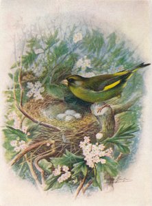 Greenfinch - Ligurinus chloris, c1910, 1910 by George James Rankin