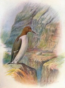 Guillemot - Uria troile, c1910, 1910 by George James Rankin