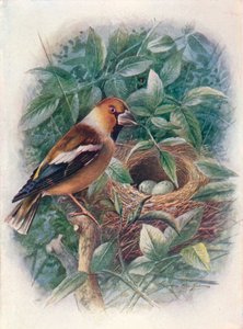 Hawfinch - Coccothraustes vulgaris, c1910, 1910 by George James Rankin