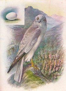 Hen-Harrier - Sirk cyaneus, c1910, 1910 by George James Rankin
