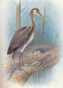 Balıkçıl - Ardea cinerea, c1910, 1910 by George James Rankin